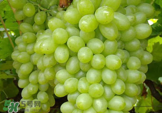 青提是轉(zhuǎn)基因嗎？青提怎么挑？