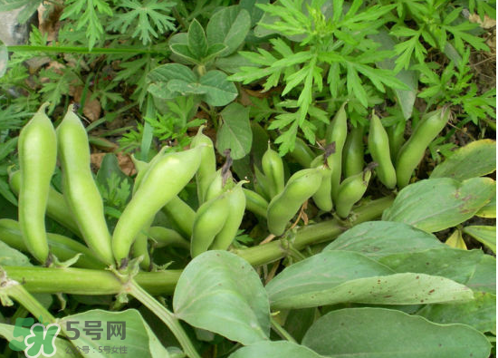 夏天可以種什么蔬菜？夏天適合種什么蔬菜？