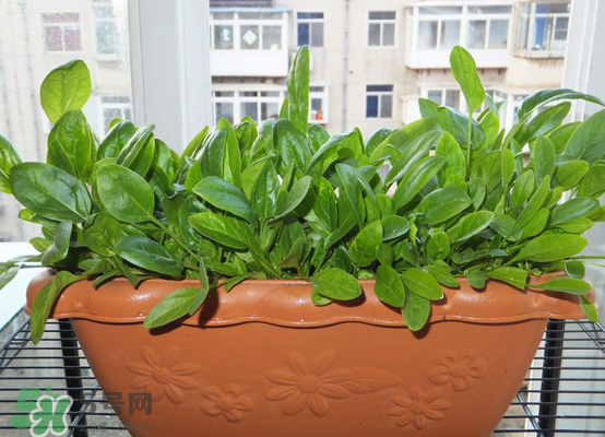 夏天可以種什么蔬菜？夏天適合種什么蔬菜？