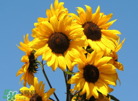 夏天可以種向日葵嗎？向日葵夏天能種嗎？