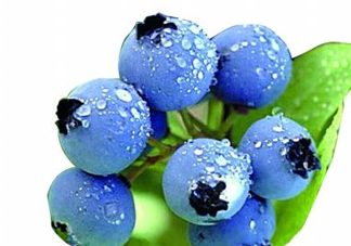藍(lán)莓和楊梅能一起吃嗎？藍(lán)莓和楊梅可以一起泡酒嗎？