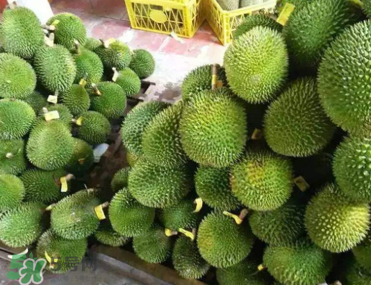托曼尼榴蓮多少錢(qián)？托曼尼榴蓮是哪里的？