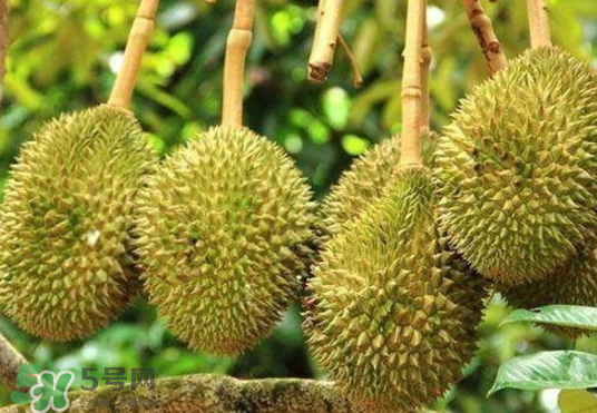 托曼尼榴蓮多少錢(qián)？托曼尼榴蓮是哪里的？