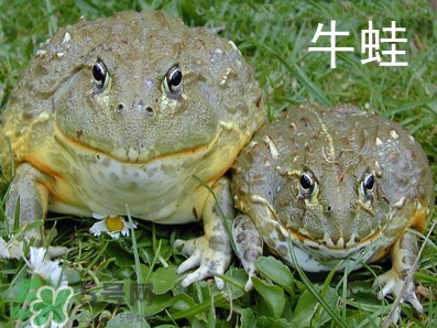 牛蛙什么時(shí)候最好吃肉最多？牛蛙幾月份的最好吃？
