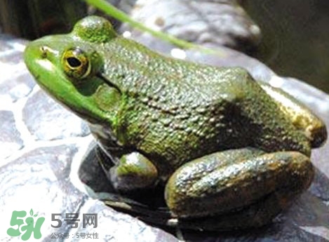 牛蛙是田雞嗎？牛蛙是蟾蜍嗎