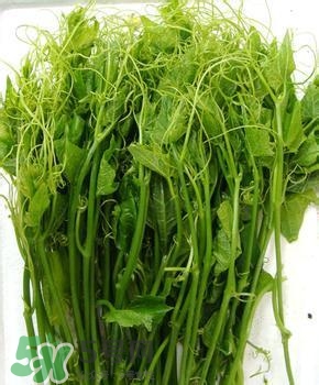 龍須菜有幾種？龍須菜多少錢一斤？