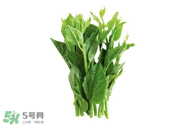 龍須菜有幾種？龍須菜多少錢一斤？