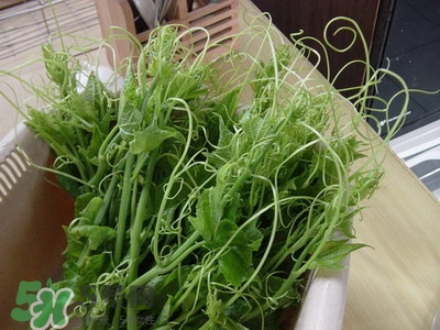 龍須菜是什么菜？龍須菜怎么吃？
