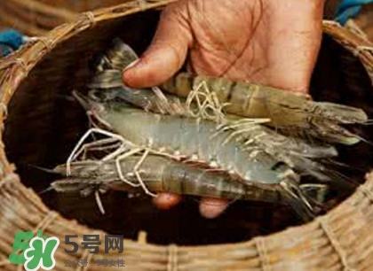竹節(jié)蝦多少錢一斤？2017竹節(jié)蝦價格