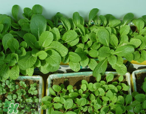 八月份可以種什么菜？八月份適合種植的蔬菜