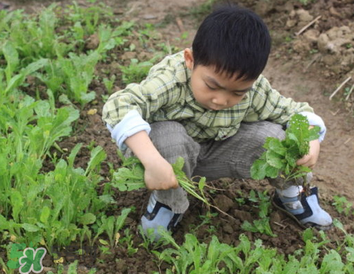 八月份可以種什么菜？八月份適合種植的蔬菜