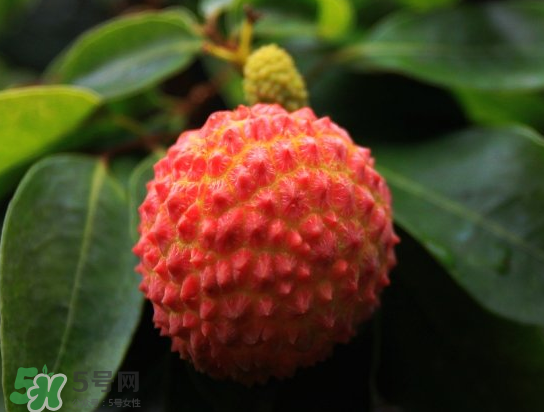 8月份還有荔枝嗎？荔枝幾月份下市？