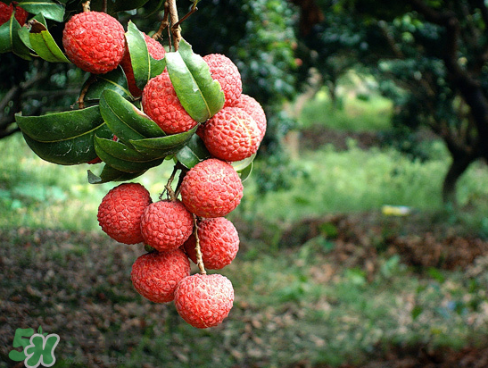 8月份還有荔枝嗎？荔枝幾月份下市？