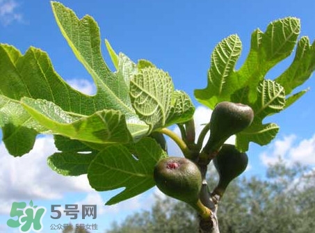 無(wú)花果葉子煮水有什么作用？無(wú)花果葉泡水喝的功效