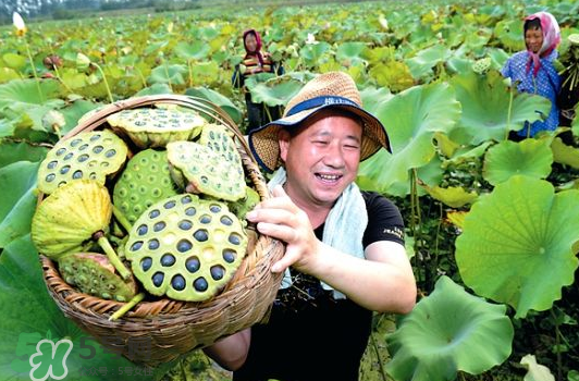 蓮蓬不能和什么同吃？蓮蓬和什么相克？