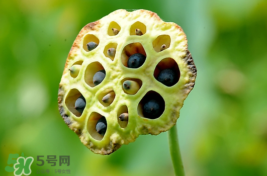 蓮蓬不能和什么同吃？蓮蓬和什么相克？