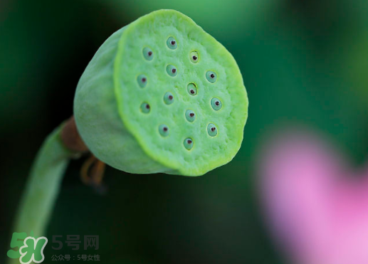 蓮蓬可以放多久？蓮蓬可以放冰箱嗎？