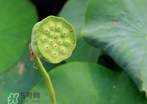 蓮蓬可以放多久？蓮蓬可以放冰箱嗎？