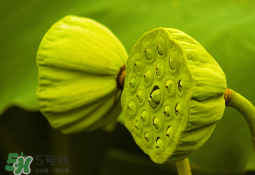 蓮蓬可以放多久？蓮蓬可以放冰箱嗎？