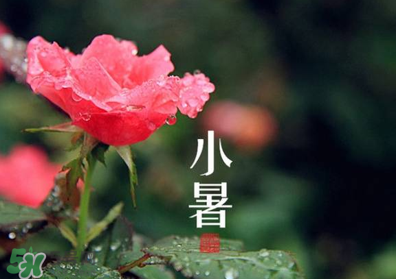 小暑是入伏嗎？小暑是不是入伏？