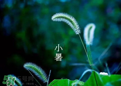 小暑是頭伏嗎？小暑是初伏嗎？