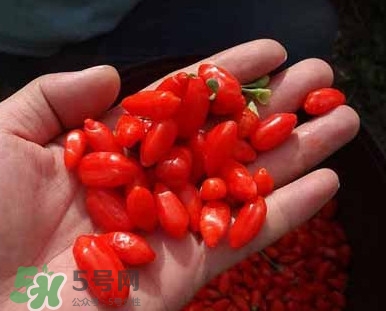 枸杞鮮果屬水果嗎？枸杞鮮果什么味道