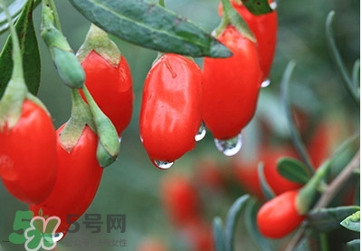 枸杞鮮果怎么保存？枸杞鮮果保鮮期有多久