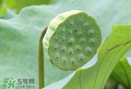 蓮蓬是荷花的什么？蓮蓬是什么意思？