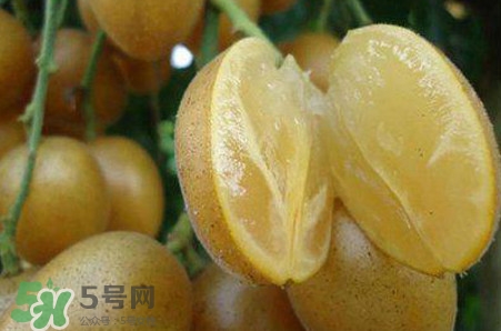 黃皮果品種有哪些？黃皮果哪個(gè)品種好吃
