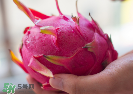 紅心火龍果什么時候成熟？紅心火龍果什么季節(jié)有？