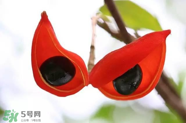 孕婦能吃蘋婆嗎？孕婦吃蘋婆對胎兒好嗎