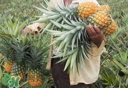 金菠蘿是鳳梨嗎？金菠蘿與普通菠蘿區(qū)別