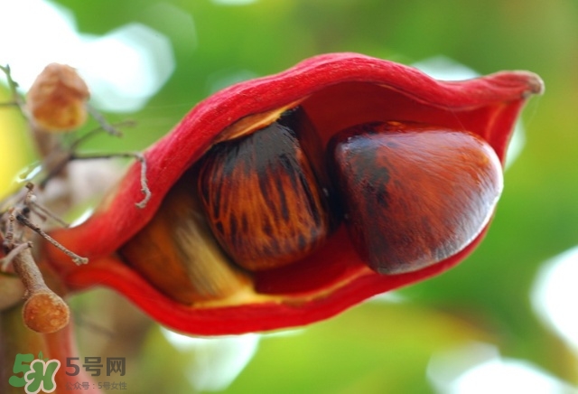 蘋(píng)婆怎么吃？蘋(píng)婆的功效與作用