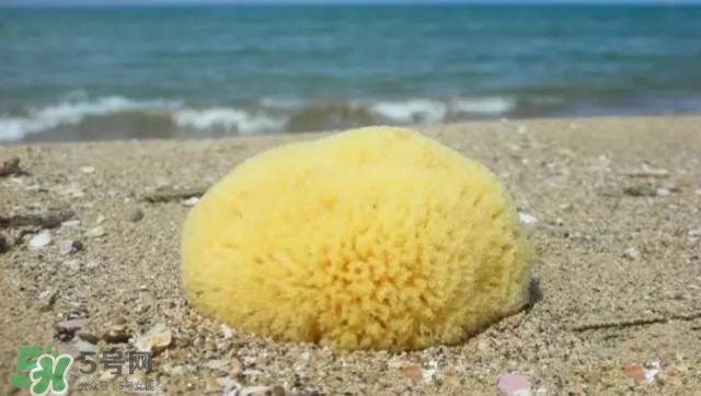 Rosenfeld海綿好用嗎？Rosenfeld海綿怎么樣？