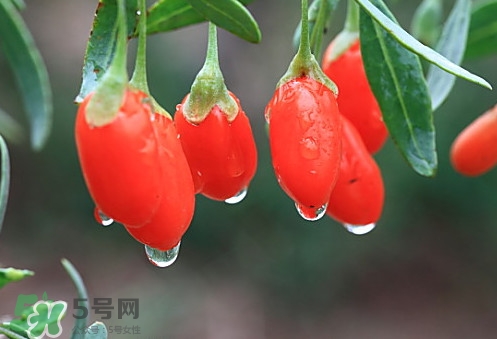 青海和寧夏枸杞哪個好？青海枸杞和寧夏枸杞的區(qū)別