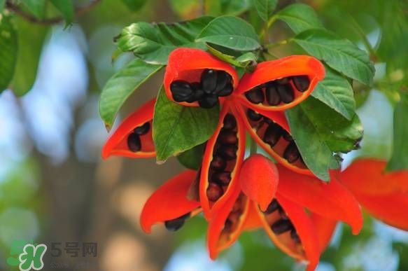 假蘋(píng)婆能吃嗎？假蘋(píng)婆怎么吃？
