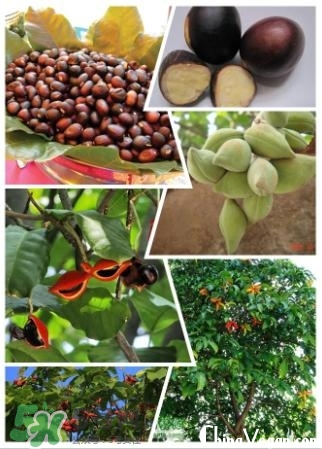蘋(píng)婆怎么吃？蘋(píng)婆的功效與作用