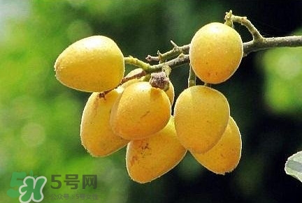 黃皮果品種有哪些？黃皮果哪個(gè)品種好吃