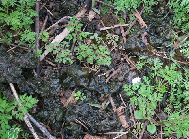 孕婦能吃地耳菜嗎？寶寶能吃地耳菜嗎？
