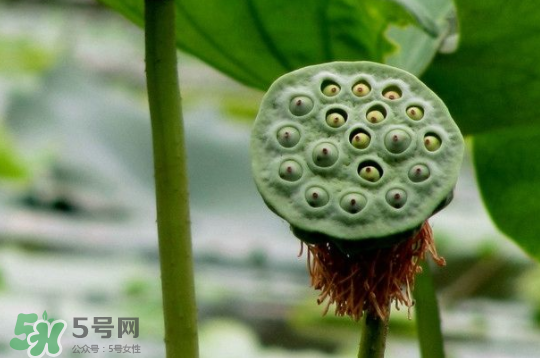 蓮蓬和蓮藕一樣嗎？蓮蓬和蓮藕的區(qū)別