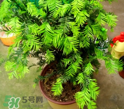紅豆杉怎么養(yǎng)植？紅豆杉的養(yǎng)殖方法和注意事項(xiàng)