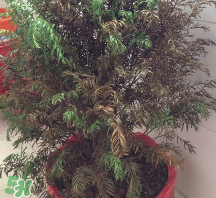 紅豆杉葉子干枯要怎么做？紅豆杉枯萎救治方法