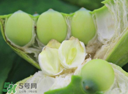 新鮮蓮蓬怎么吃？新鮮蓮蓬的吃法