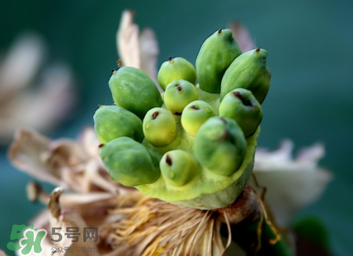 新鮮蓮蓬孕婦能吃嗎？孕婦可以吃新鮮蓮蓬嗎？