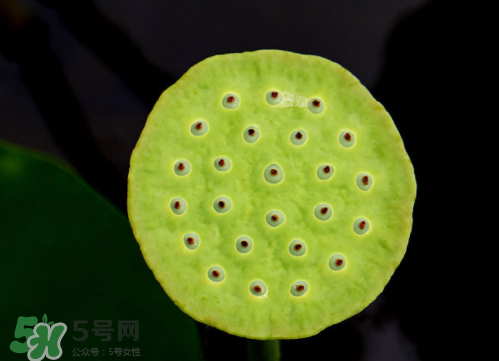 新鮮蓮蓬孕婦能吃嗎？孕婦可以吃新鮮蓮蓬嗎？