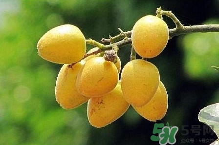 孕婦可以吃黃皮嗎？孕婦吃黃皮有什么好處