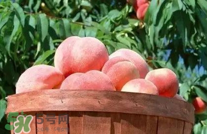 脆桃和軟桃哪個(gè)好吃？脆桃跟軟桃有什么區(qū)別？