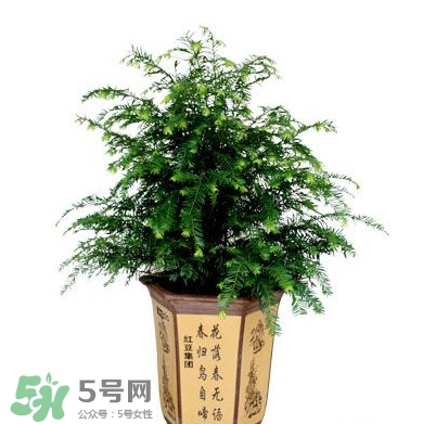 紅豆杉葉子干枯要怎么做？紅豆杉枯萎救治方法