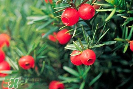 紅豆杉的果實(shí)能吃嗎？紅豆杉都有那些品種？