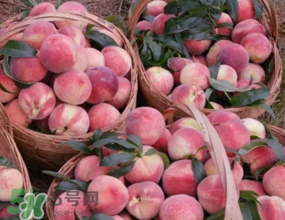 脆桃和軟桃哪個(gè)好吃？脆桃跟軟桃有什么區(qū)別？